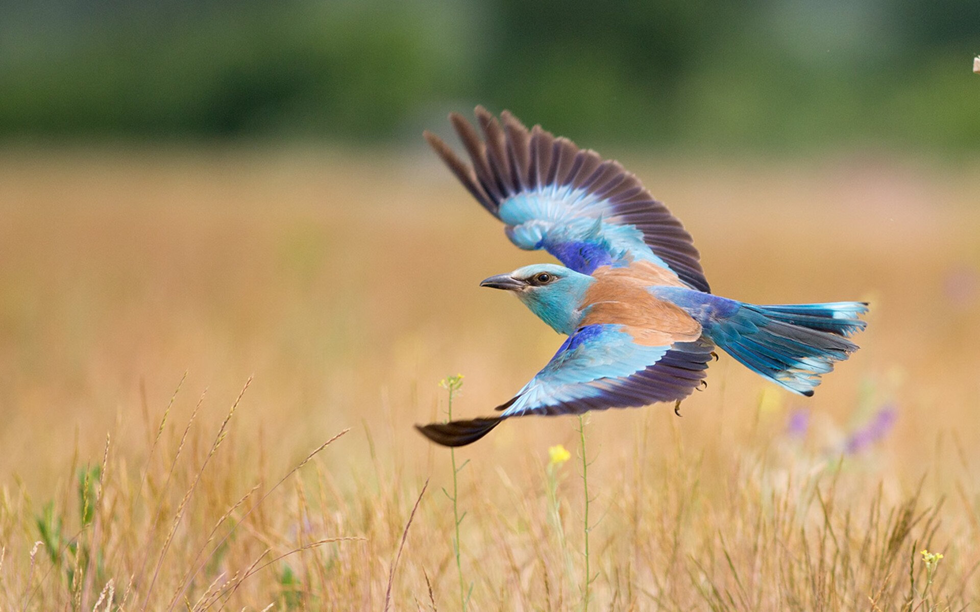 Chinese Taipei乒乓战术:高效发球与接发球技巧