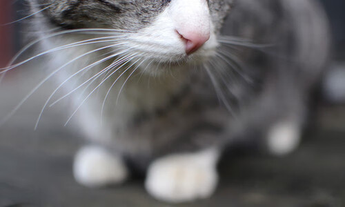 Chinese Taipei乒乓战术:高效发球与接发球技巧