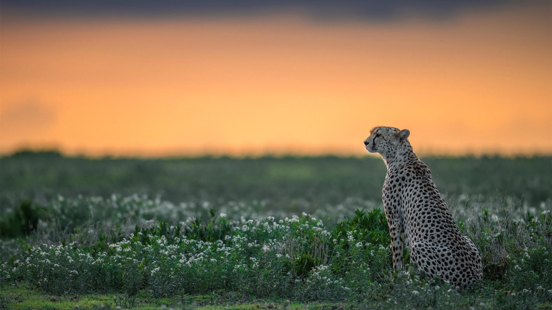 MC Alger 是国内传统劲旅,拥有众多冠军经历