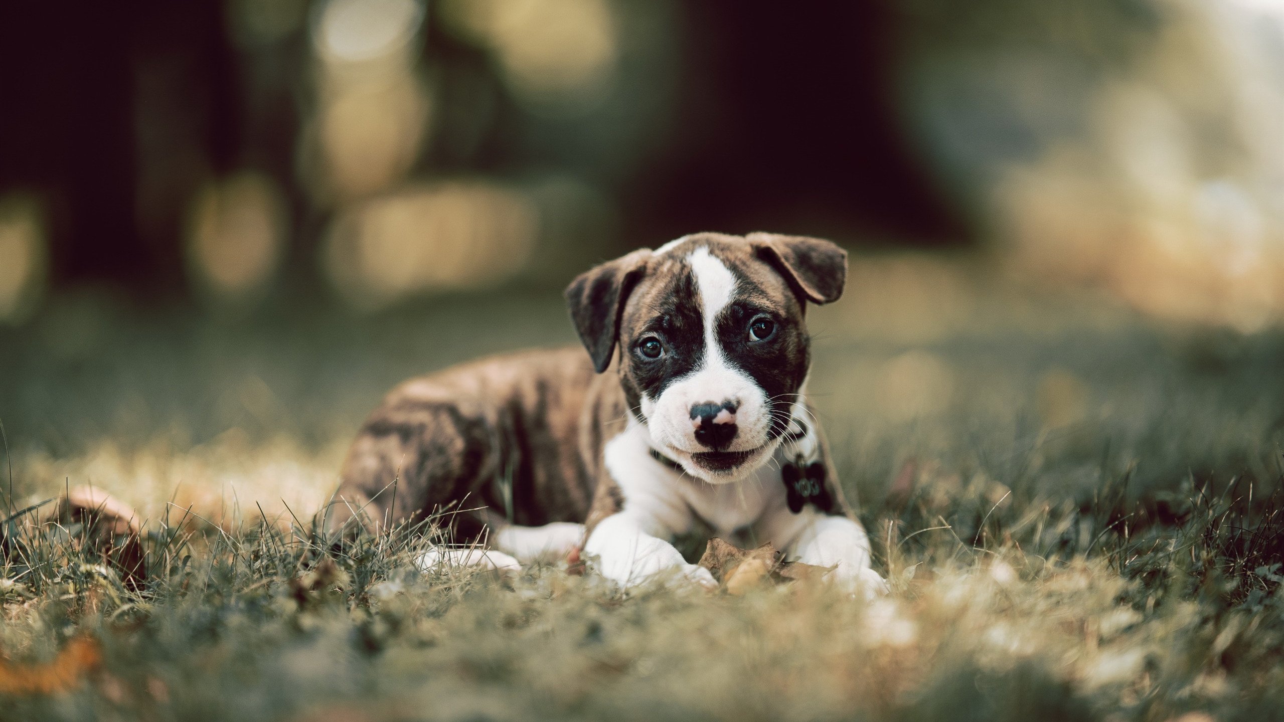 切尔西球员个人技术全面,球队战术多样,切尔西球员大全