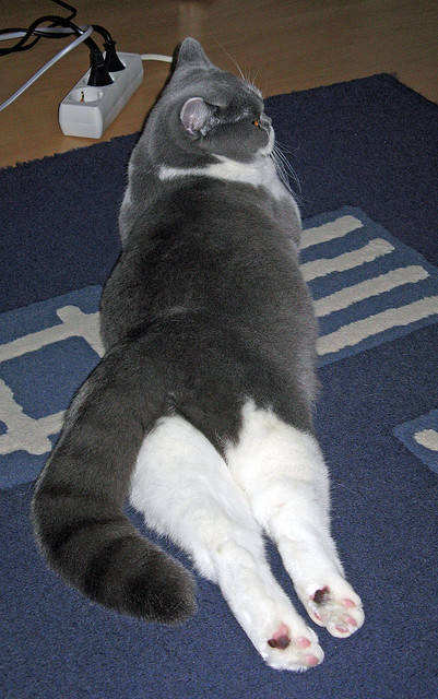 开云体育官网app-广东队老将发挥领导作用带动年轻球员成长，广东队总教练是谁