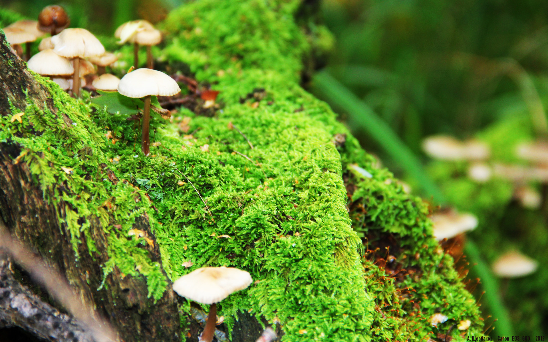 开云体育app入口-莱比锡红牛通过快速调度拉开空间，莱比锡红牛全称