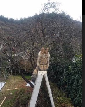 配速–划频交叉点揭示技术差异根本,划频和划距对游进速度有什么关系