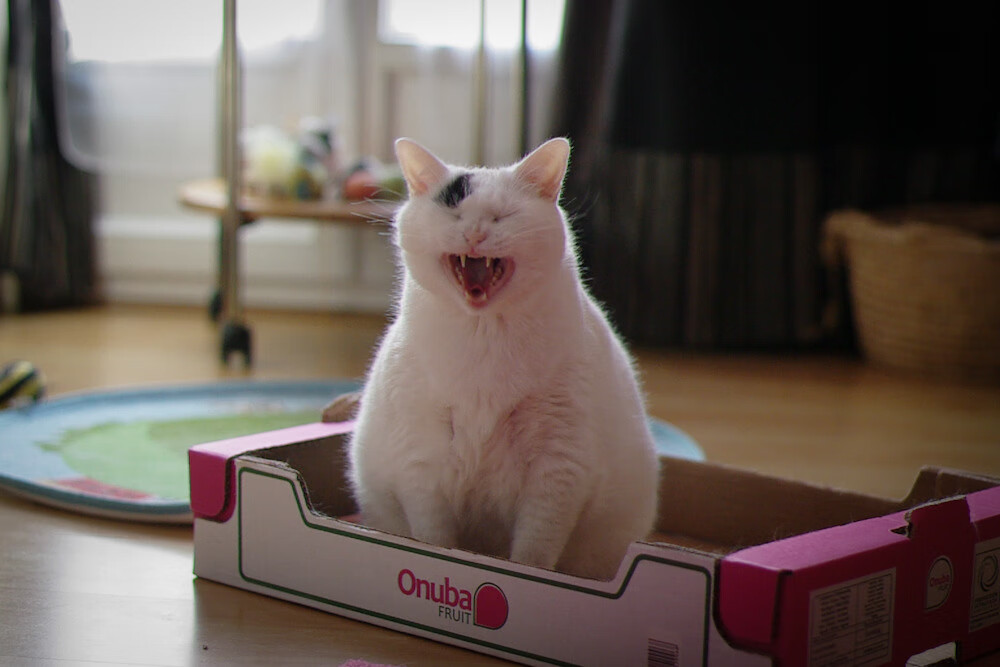 乌干达男篮在非洲预赛中拼搏奋战,赢得行业点赞,乌干达vs南非