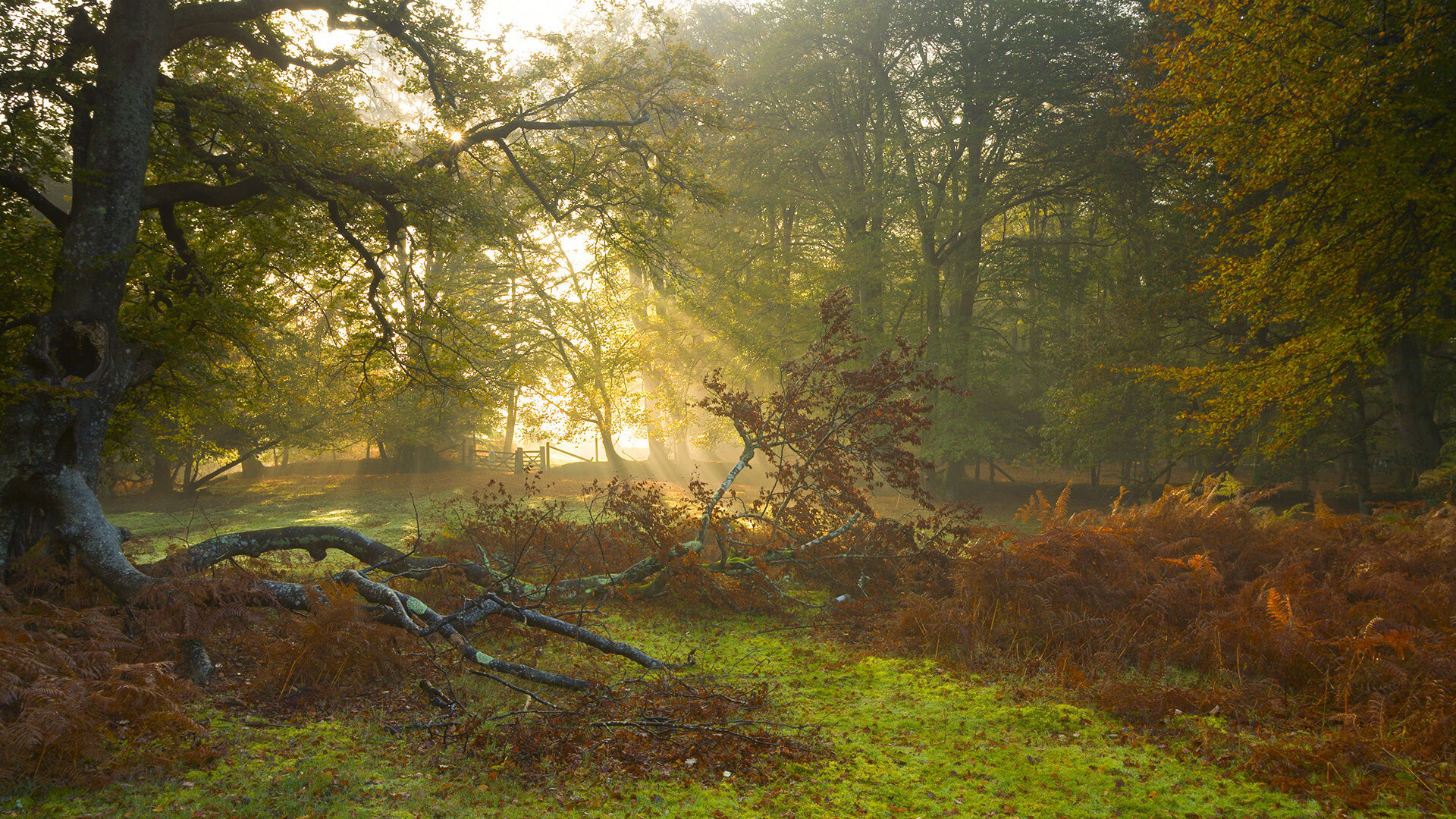 开云体育官网登入-伊丽莎白·德克斯精准配速助力决赛突破，德雷克伊丽莎白女王