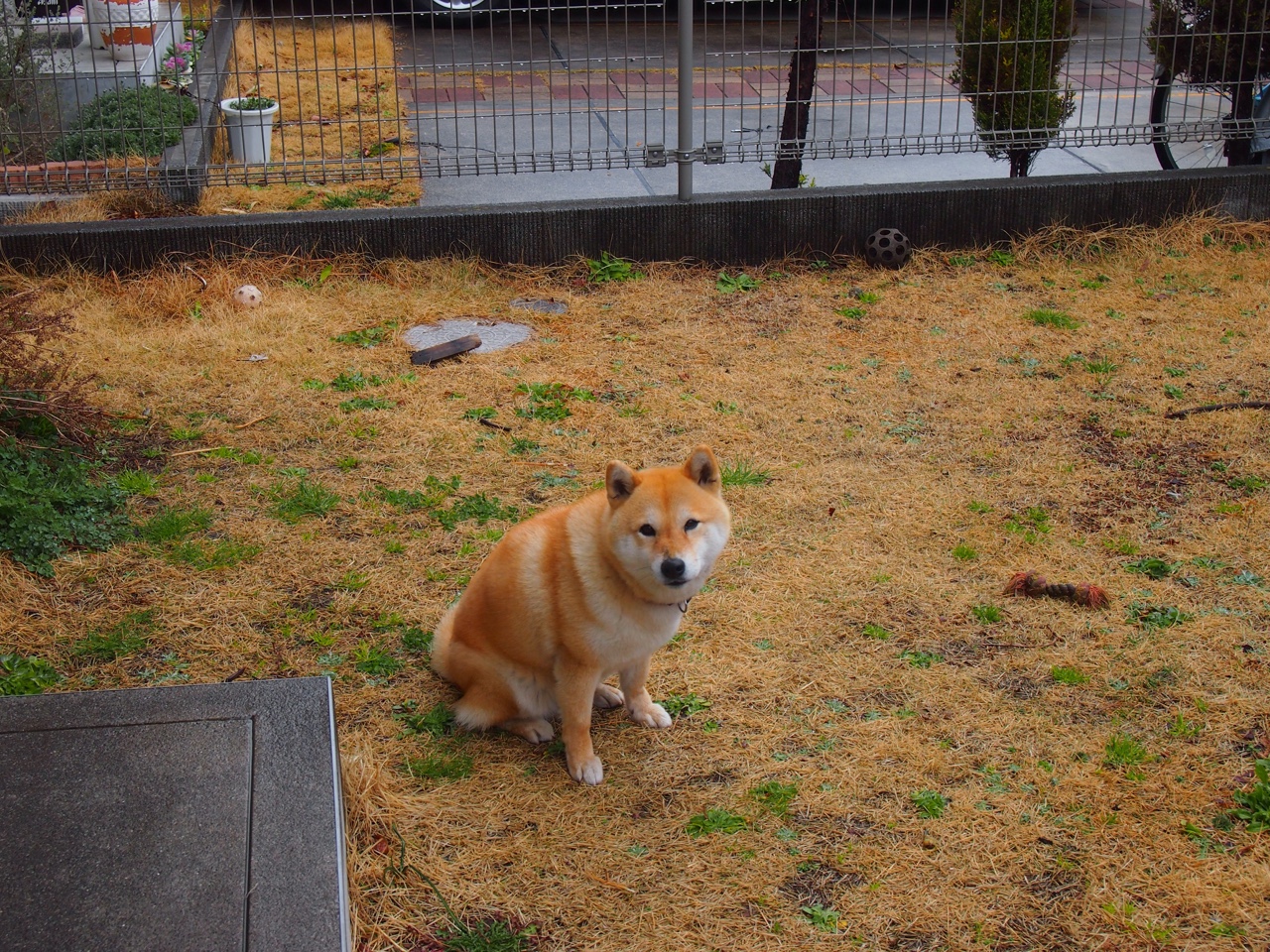 德甲战术升级:变化多端,令人期待!,德甲最新战报