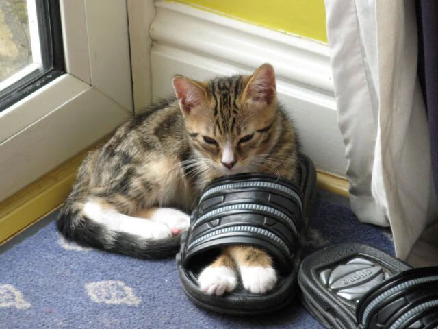 德甲飞速进攻:速度与技术的完美演绎!,德甲跑动距离排名