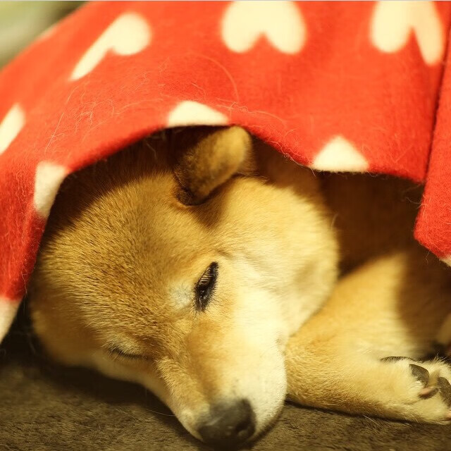 普劳德：50米蝶泳讲究极致节奏，五十米蝶泳记录