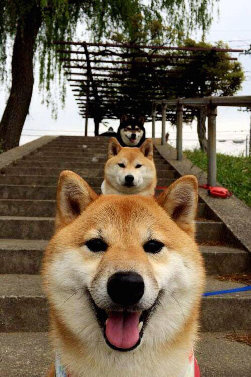 法国橄榄球崛起,如何应对全球化挑战?,法国橄榄球厉害吗