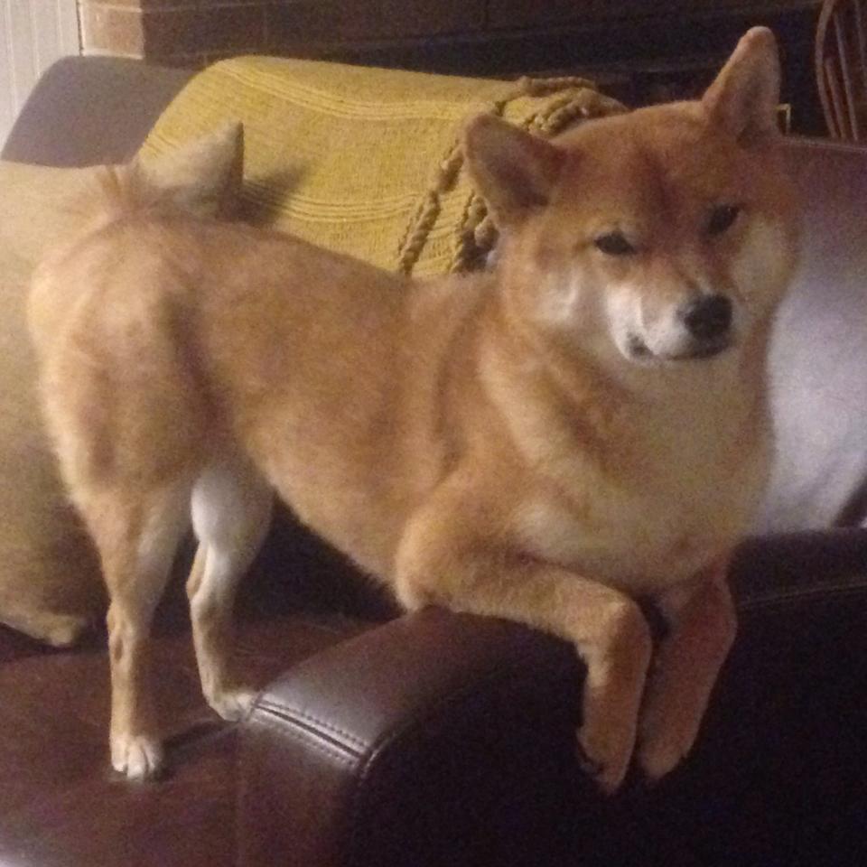 法甲未来之星:新秀崛起,未来无限!,足球未来之星阵容