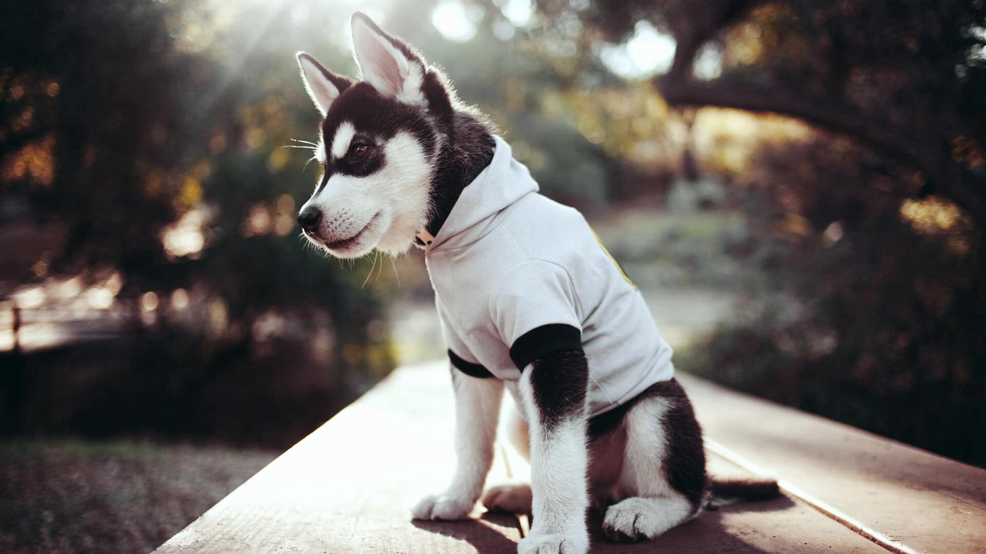 开云体育官网上-赛场上细节决定成败教练组逐帧分析录像寻找提升空间，教练模式教练胜率